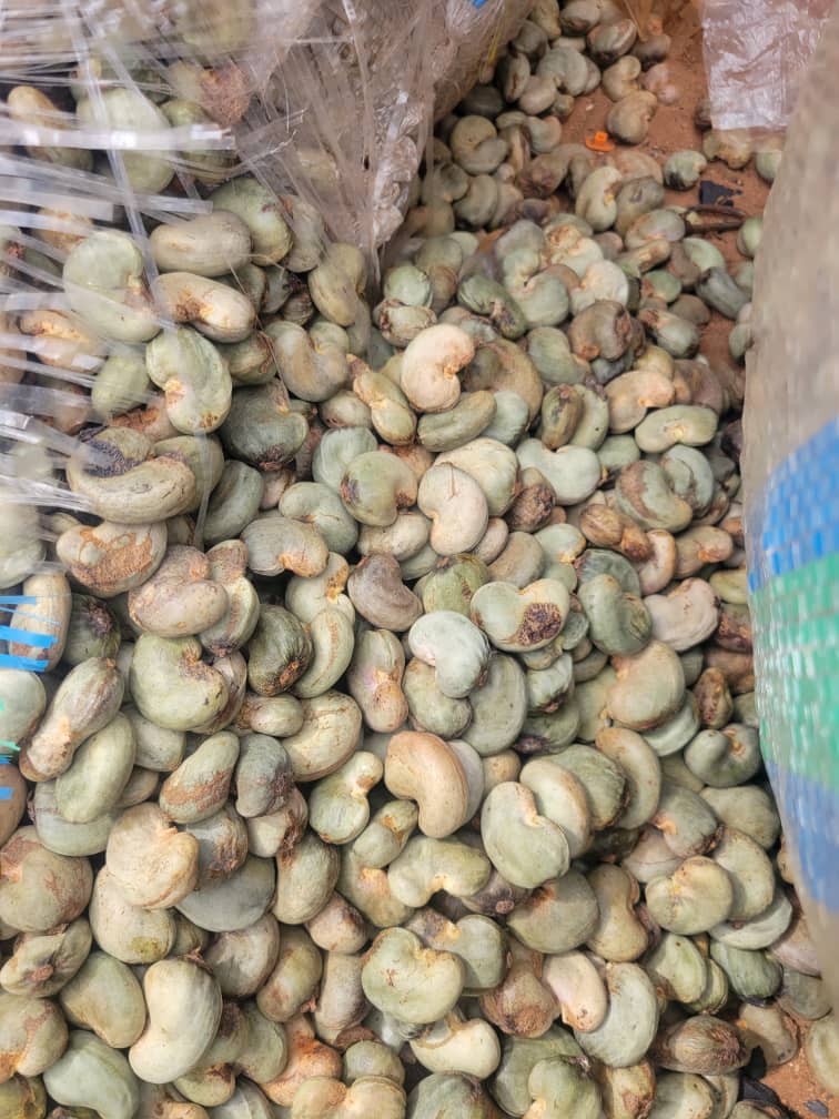 Raw cashew nuts in bulk ready for bagging and export