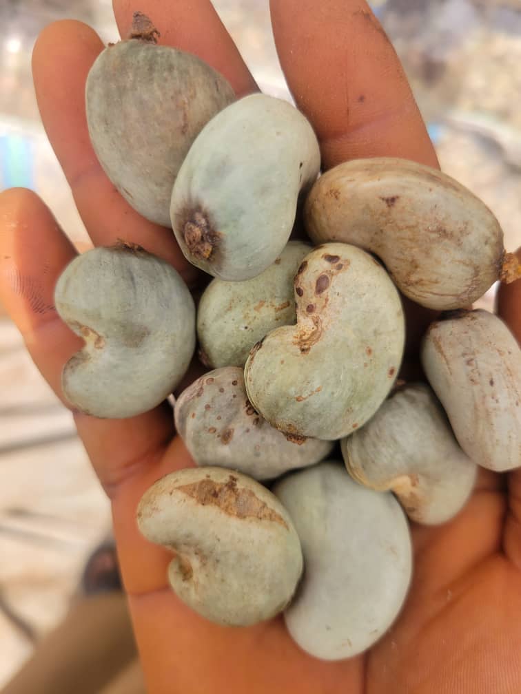 Handful of raw cashew nuts showing uniform size and clean shells