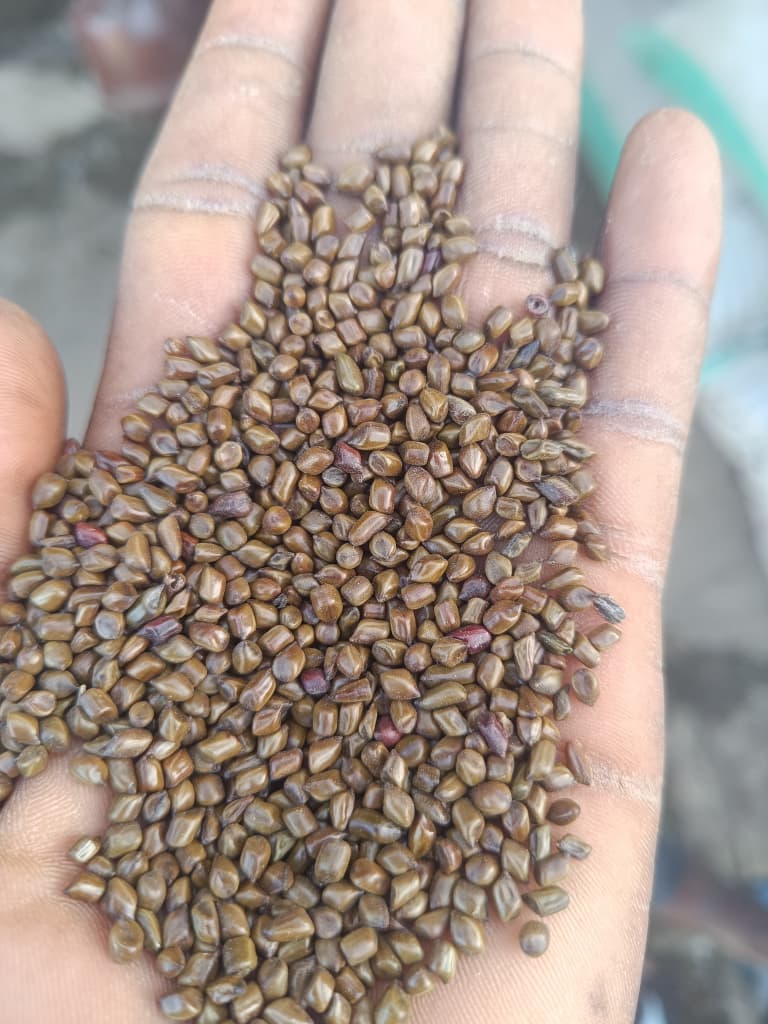 Cleaned olive-brown cassia tora seeds held in a palm