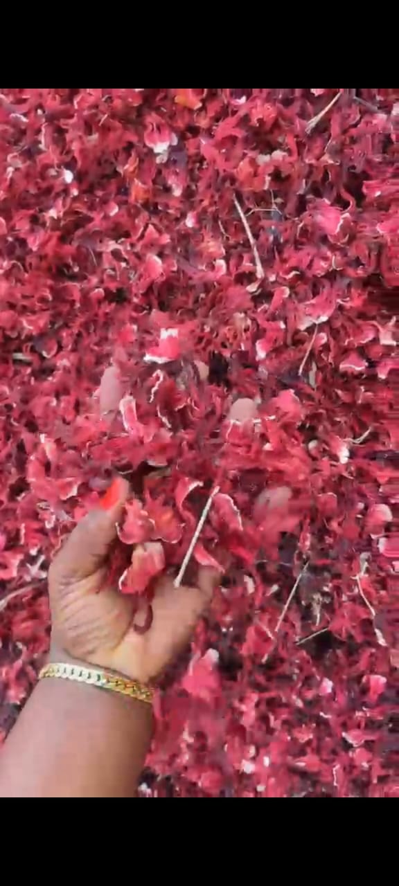 Bright red dried hibiscus calyces spread out for drying