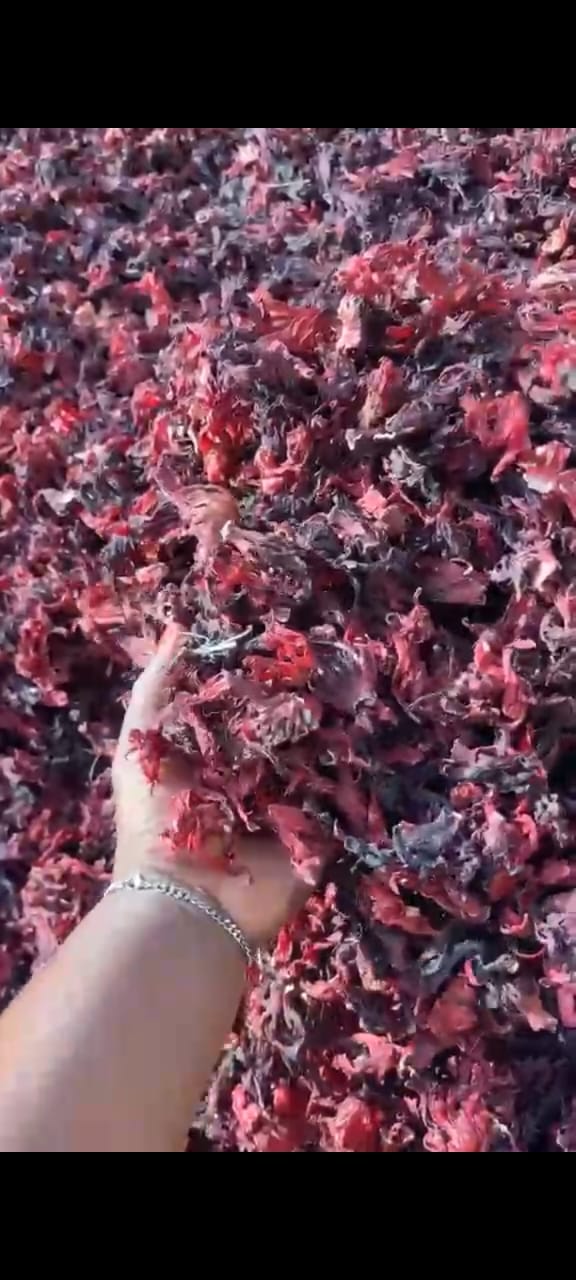 Hand lifting deep crimson dried hibiscus flowers from a bulk pile