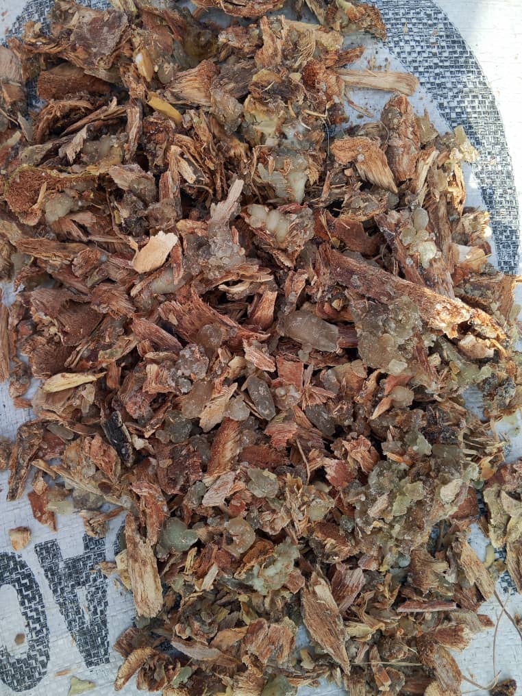 Raw gum arabic with acacia bark spread on a woven mat for sorting