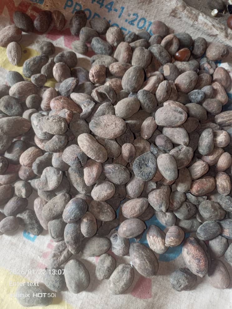 Dried shea nuts spread on a woven export sack